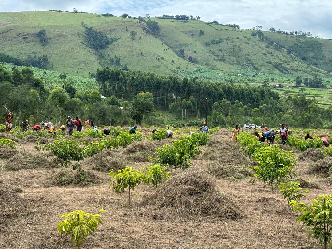 Coffee farm landscape in Ntungamo